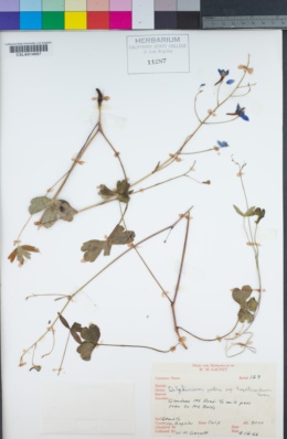 Delphinium patens subsp. hepaticoideum image