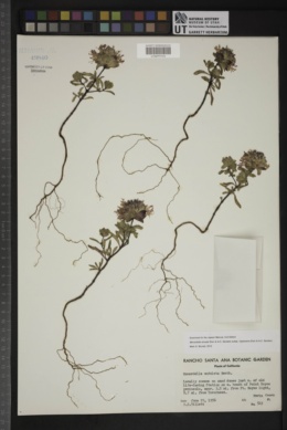 Monardella sinuata subsp. nigrescens image