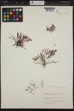 Polysiphonia paniculata image