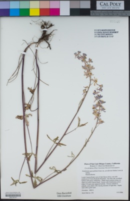 Delphinium gypsophilum subsp. parviflorum image