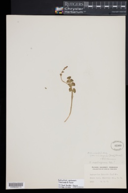 Image of Botrychium neolunaria