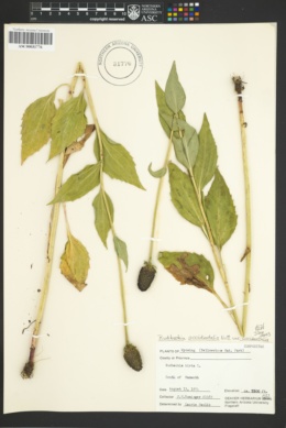 Rudbeckia occidentalis var. occidentalis image
