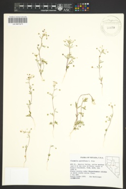 Image of Cleomella parviflora