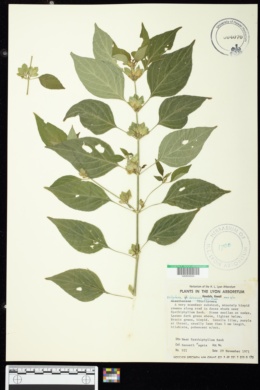 Dicliptera chinensis image