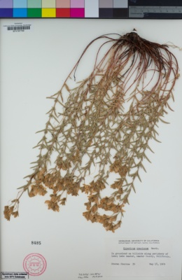Image of Hypericum concinnum