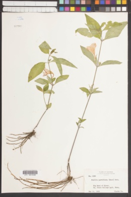 Ruellia parviflora image