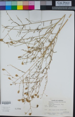 Kuhnia rosmarinifolia image