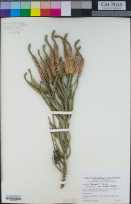 Melaleuca huegelii image