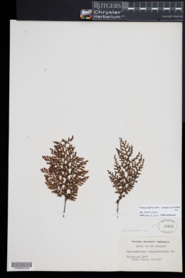 Hymenophyllum sanguinolentum image