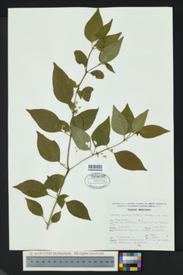 Image of Hoffmannia excelsa