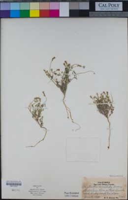 Cryptantha nemaclada image