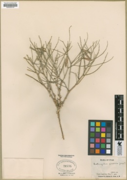Astragalus pinonis image