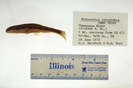 Phenacobius catostomus image