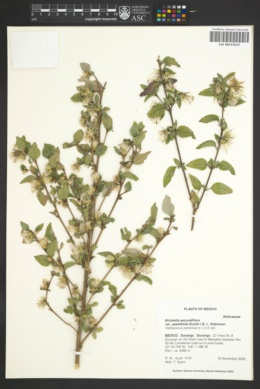 Brickellia secundiflora image