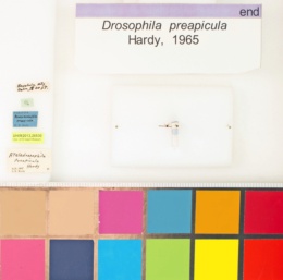 Drosophila preapicula image