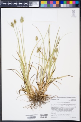Image of Carex austrina