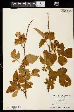 Rubus ostryifolius image