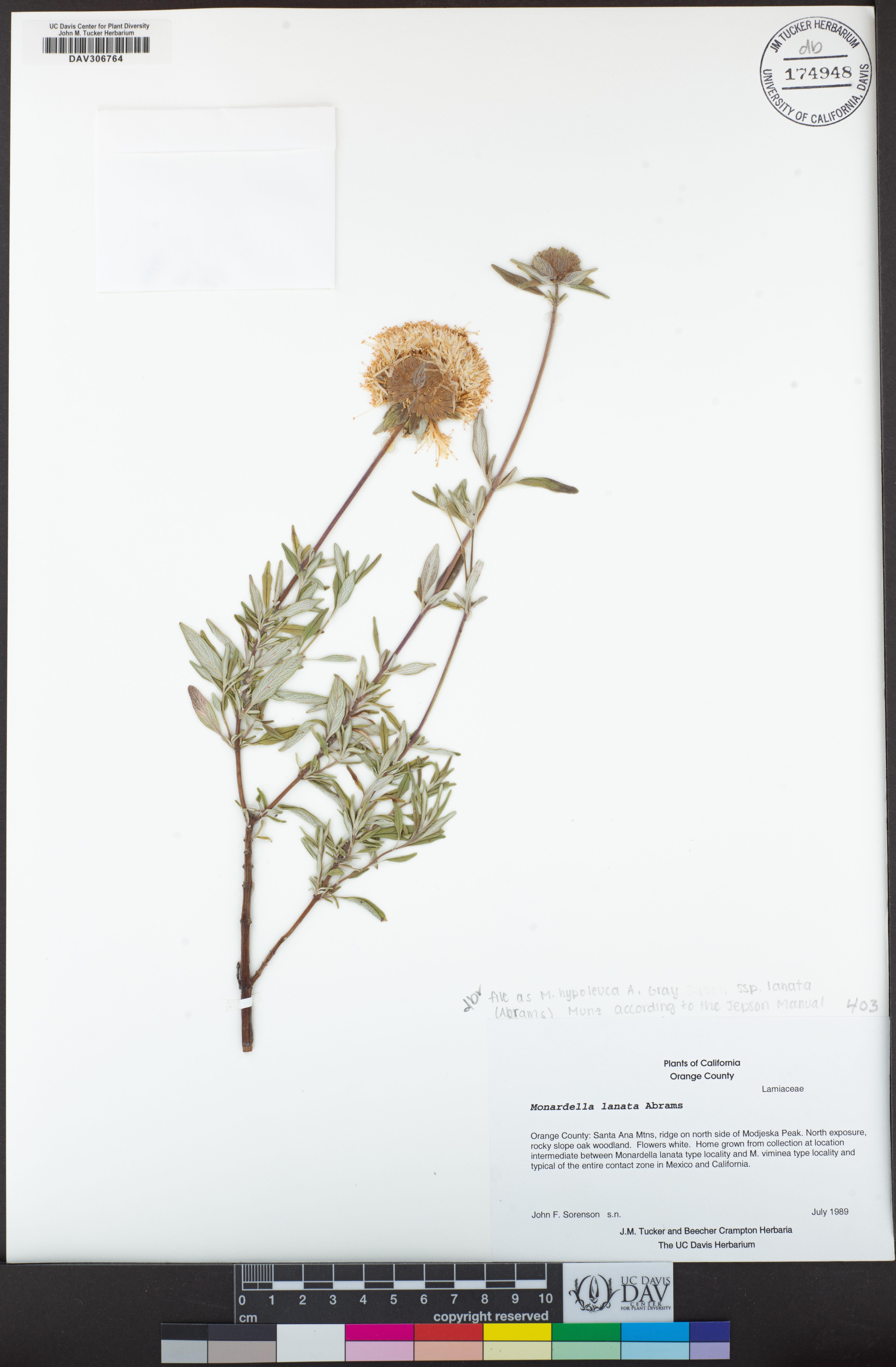 Monardella hypoleuca subsp. lanata image