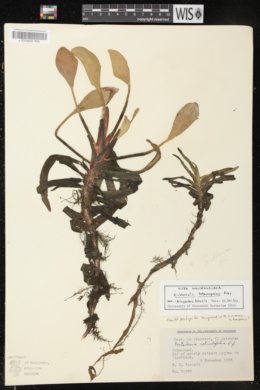 Eichhornia heterosperma image