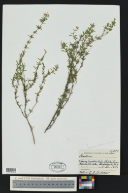 Fendlerella utahensis var. cymosa image