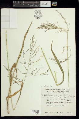 Image of Leptocoryphium villaregalis