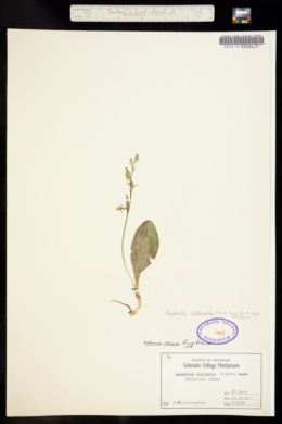 Lysiella obtusata image
