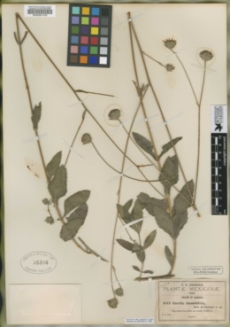 Simsia rhombifolia image