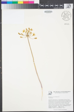 Image of Bloomeria crocea
