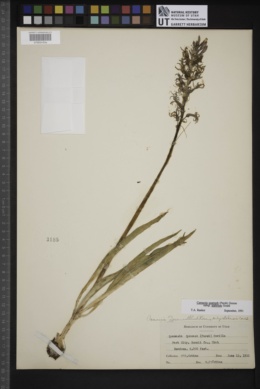 Camassia quamash subsp. utahensis image