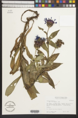 Image of Centaurea montana