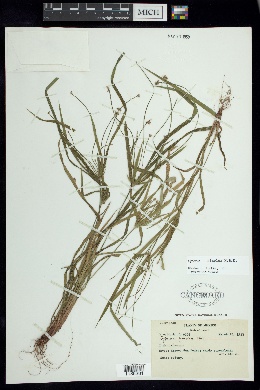 Cyperus simplex image
