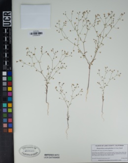 Image of Hesperolinon adenophyllum