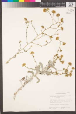 Corethrogyne filaginifolia var. robusta image
