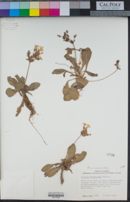 Image of Primula floribunda