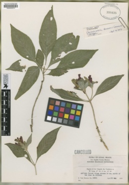 Geissomeria longiflora image