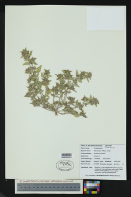 Acleisanthes diffusa image