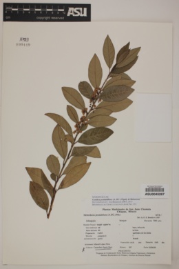 Image of Gentlea penduliflora