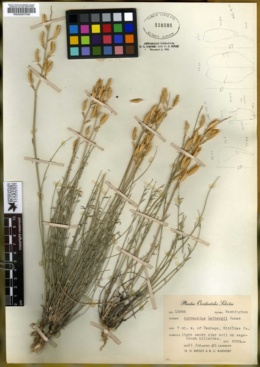 Astragalus leibergii image