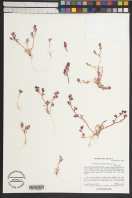 Chorizanthe rosulenta image