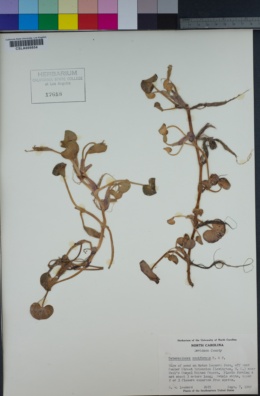 Image of Heteranthera reniformis