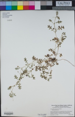 Nemophila pedunculata image