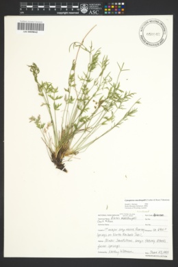 Aletes macdougalii subsp. macdougalii image