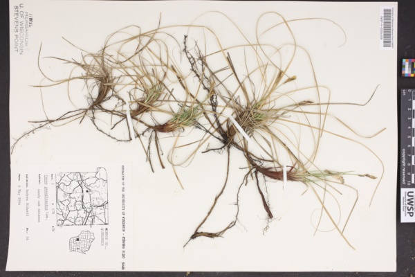 Carex pensylvanica image