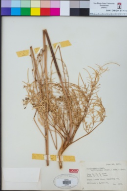 Image of Perideridia californica