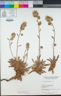 Phacelia corymbosa image