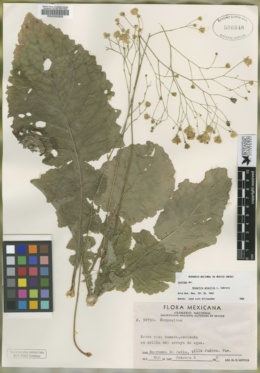 Image of Acourtia gracilis