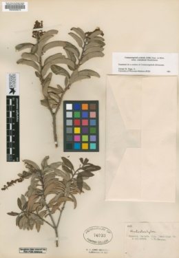Comarostaphylis polifolia subsp. coahuilensis image