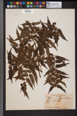 Alsophila macropoda image
