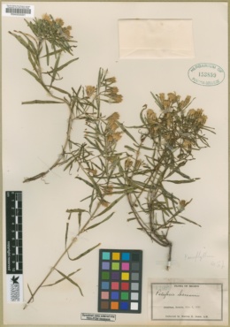 Porophyllum pausodynum image