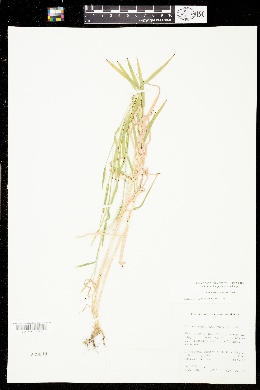 Muhlenbergia bushii image